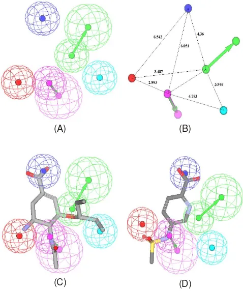 Fig. 1.Feature of Best Pharmacophore with Validation by Hyporefine Runin DS 2.5. (A) The best HypoRefine pharmacophore model, Hypo2.(B) 3D spatial relationship and geometric parameters of Hypo2.(C) Hypo2 aligned with the most-active compound 1 (IC50: 0.5nM