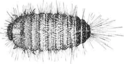 Gambar 1  Larva instar terakhir Trogoderma granarium