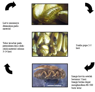 Gambar 2  Siklus hidup Trogoderma granarium