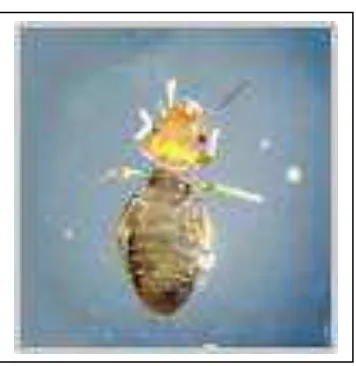 Gambar 9  Imago Liposcelis entomophilus