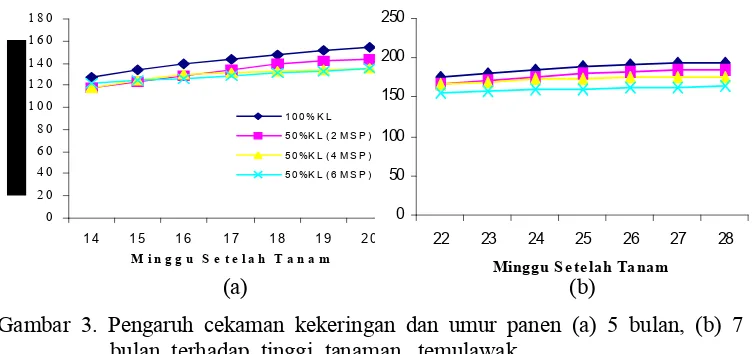 Gambar� 3.� Pengaruh� cekaman� kekeringan� dan� umur� panen� (a)� 5� bulan,� (b)� 7�