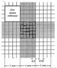 Gambar 4. Penampakan haemacytometer 