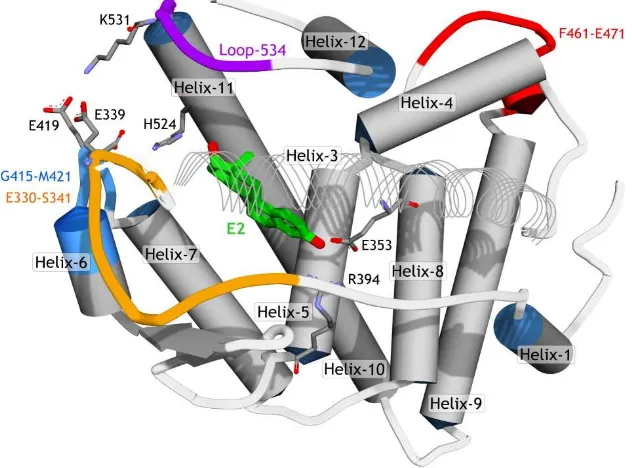 Figure 4. The schematic of hERα structure (PDB ID 1G50). To improve the visibility of the ligand (E2), Helix-3 is represented in line ribbon style