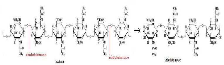 Gambar 4. Reaksi pembebasan unit-unit diasetilkitobiose oleh enzim eksokitinase (Suryanto et al., 2005) 
