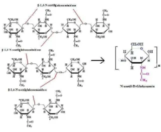 Gambar 5. Reaksi pemutusan diasetilkitobiose, kitotriose dan kitotetraose dan menghasilkan monomer-monomer GIcNAc (Suryanto et al., 2005) 