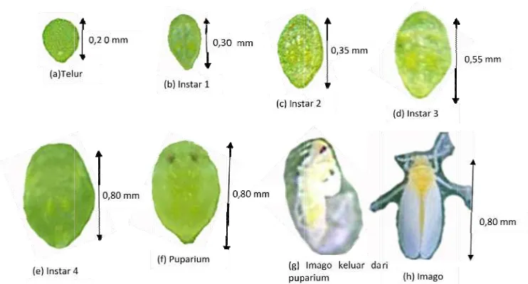 Gambar 2.1 G Fase perkem(d) instar puparium; mbangan Be3; (e) inst(h) imago (Pemisia tabactar 4; (f) pPurbosari 20ci (a) telur; (bpuparium; (g008)