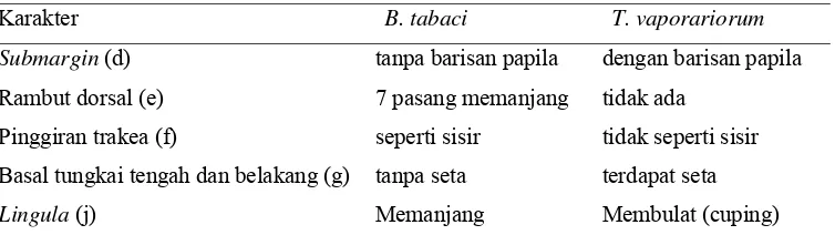 Tabel 3.1  Perbandingan karakter morfologi puparium spesies Bemisia  tabaci dan Trialeurodes  vaporariorum   