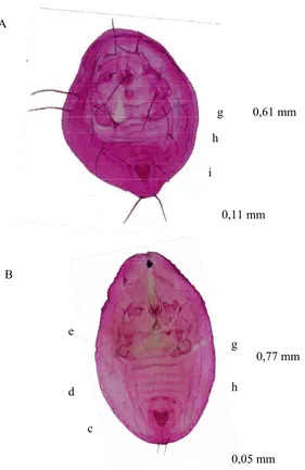 Gambar 3.1  A. Puparium Bemisia tabaci, B. Puparium Trialeurodes vaporariorum, (a) seta kauda, (b) caudal furrow, (c) vasiform orifice, (d) submargin, (e) rambut dorsal, (f) pinggiran trakea, (g) basal tungkai tengah dan belakang, (h) ruas abdomen VII, (i)