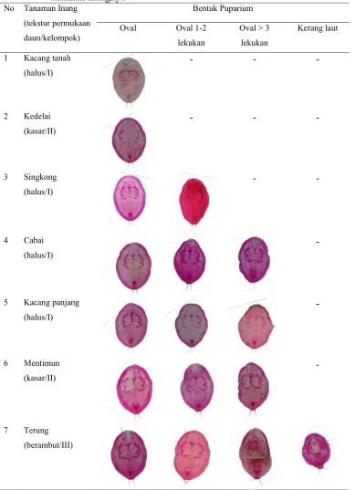 Tabel 3.4  Gambar berbagai bentuk puparium B. tabaci yang diamati dari 13 jenis tanaman inangnya 
