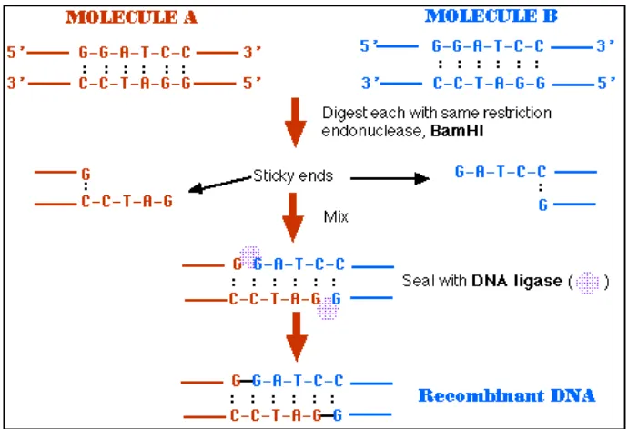 Gambar 1. Mekanisme pembuatan DNA rekombinan dengan menggunakan enzim endonuklease restriksi dan ligase (Pingoud et al., 1993)  