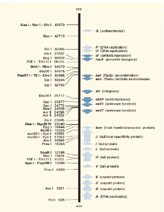 Gambar 4. Peta restriksi DNA fage lambda (Daniels, 1983) 