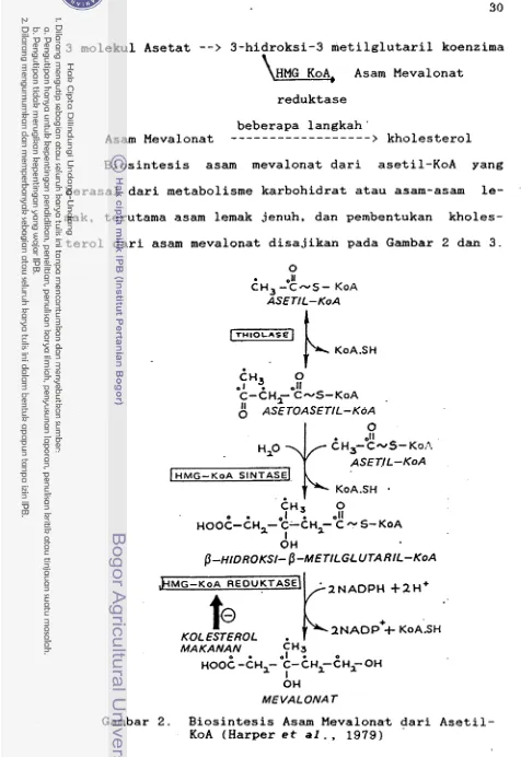 Gambar 2. Biosintesis Asam Mevalona-t dari Asetil- 