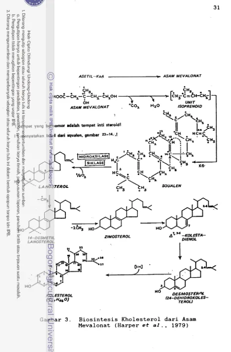 Gambar 3. Biosintesis Kholesterol dari Asam 