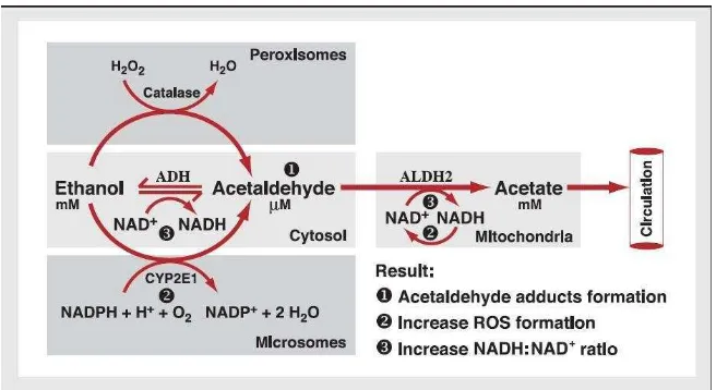 Gambar 2. Metabolisme Alkohol (Zakhari 2006) 