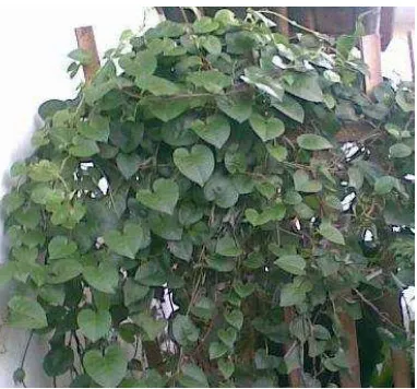 Gambar 3. Tanaman Binahong (Anredera cordifolia) (Wikipedia).  