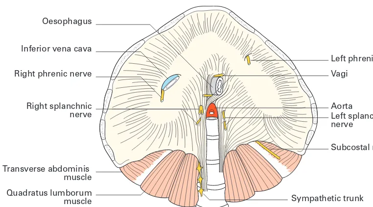 Fig. 10◊The diaphragm—inferior aspect. The three major oriﬁces, from abovedownwards, transmit the inferior vena cava, oesophagus and aorta.