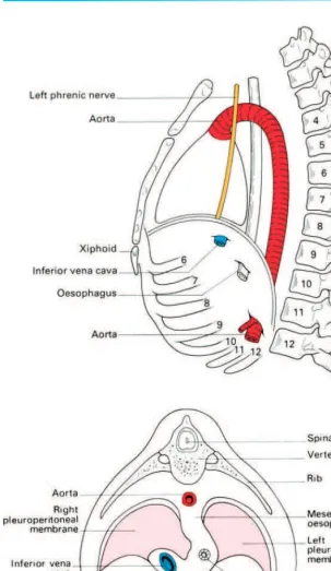 Fig. 12◊The development of the diaphragm. This drawing shows the four elementscontributing to the diaphragm—(1) the septum transversum, (2) the dorsalmesentery of the oesophagus, (3) the body wall and (4) the pleuroperitonealmembrane.