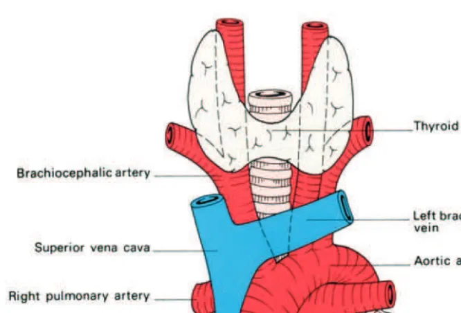 Fig. 15◊The trachea and main bronchi viewed from the front.