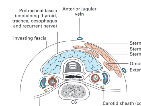 Fig. 16◊The cervical part