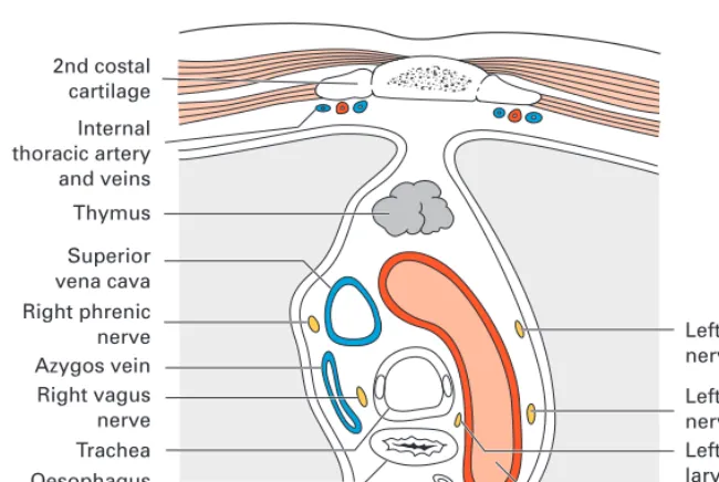 Fig. 17◊The thoracic part of the trachea and its environs in transverse section(through the 4th thoracic vertebra).