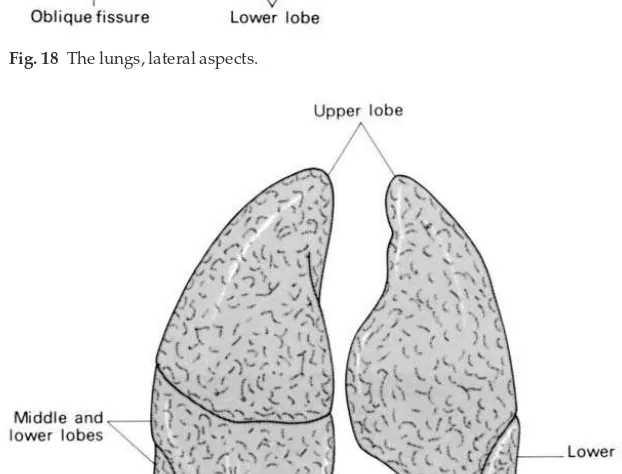 Fig. 19◊The lungs, anterior aspects.