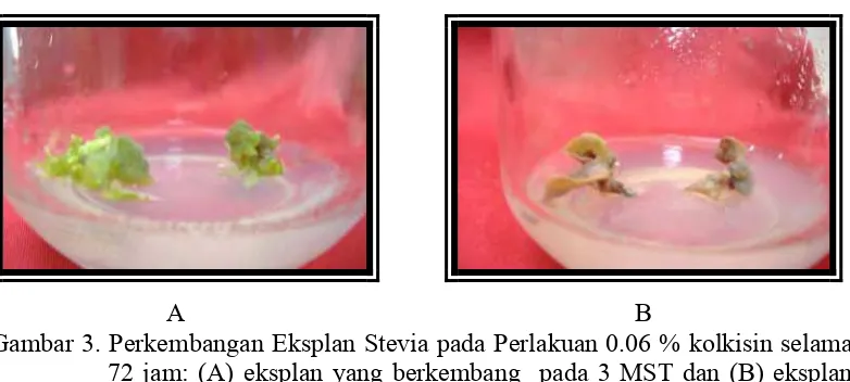 Gambar 3. Perkembangan Eksplan Stevia pada Perlakuan 0.06 % kolkisin selama 