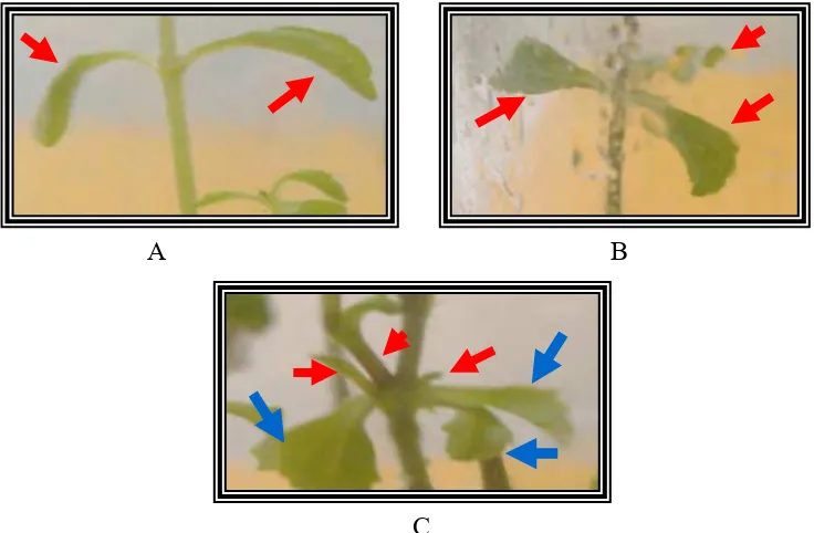 Gambar 5. Keragaan Tunas Stevia setelah 4 MST di media MS + 0.1 mg/l NAA :  (A) tunas dengan daun normal dari perlakuan perendaman air selama 72 jam (panah merah), (B) tunas dengan jumlah daun perbuku (panah merah) dan (C) tunas dengan 3 mata tunas aksilar