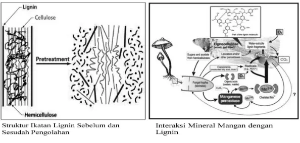 Gambar 3. Interaksi Mineral Mangan dengan Lignin