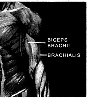 Figure 2.2 : Position of Biceps Brachii 