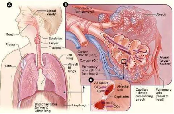 Gambar 1. Sistem Respirasi (NHLBI, 2010).