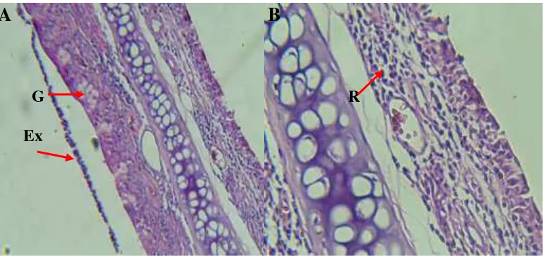 Gambar 8. Histologi mukosa respiratorius nasal Rattus norvegicus kelompok paparan pengharum gel