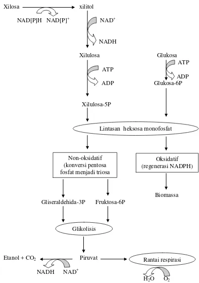 Gambar 12 Metabolisme pentosa dan heksosa menjadi etanol (Parajo et al.1998)  