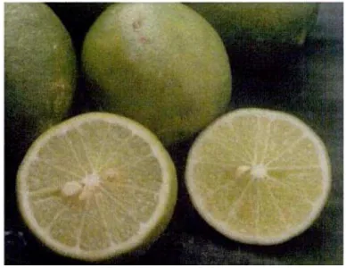 Gambar 1. Jeruk Nipis (Citrus aurantifolia) 