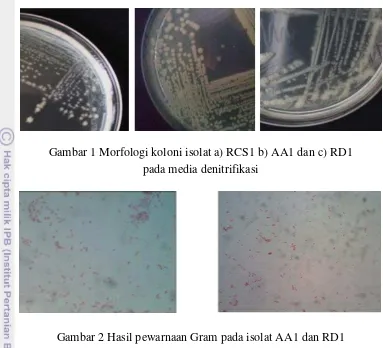 Gambar 2 Hasil pewarnaan Gram pada isolat AA1 dan RD1 