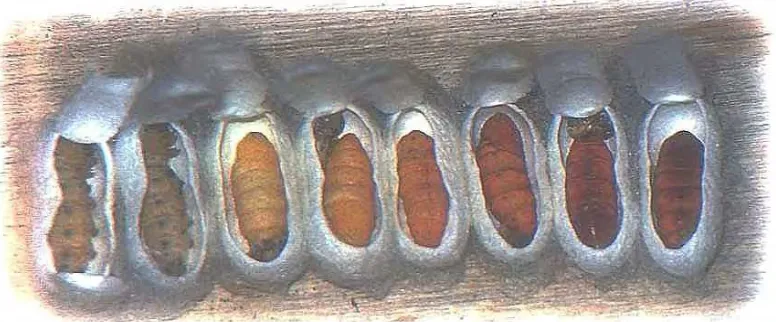 Gambar 2.  Perkembangan Larva Menjadi Pupa Ulat Sutera        (Atmosoedarjo et al., 2000) 