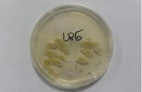 Gambar 2 Kurva pertumbuhan  Bacillus subtilis pada konsentrasi substrat LBG  0.5%, 1%, 1.5%, 2%, dan 2.5% 