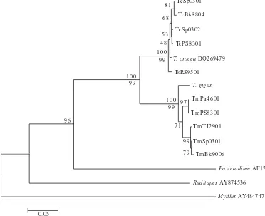 Figure 1. Phylogenetic tree of giant clams based on 455 bp of the mitochondrial DNA COI gene using genetic distances Kimura 2-parameter onNJ approach; bootstrap analysis with 1,000 replicates