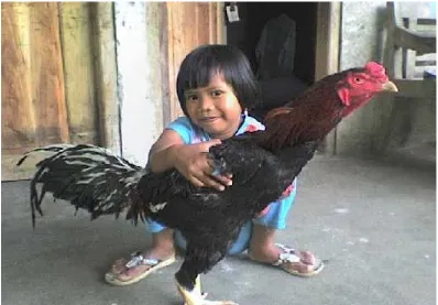 Gambar 1. Ayam Bangkok (Thailand)