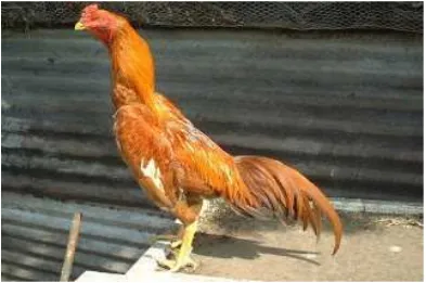 Gambar 2. Ayam Brazilian