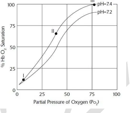 Grafik berikut ini memetakan kurva disosiasi hemoglobin-oksigen. Kurva menunjukkan hubungan antara jumlah oksigen yang diikat pada hemoglobin pada sel darah merah  (% Hb O) dan jumlah oksigen pada jaringan di sekitarnya (tekanan parsial oksigen, PO)