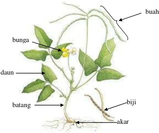 Gambar 1. Struktur tanaman kacang hijau (Phaseolus radiatus) (Rukmana, 
