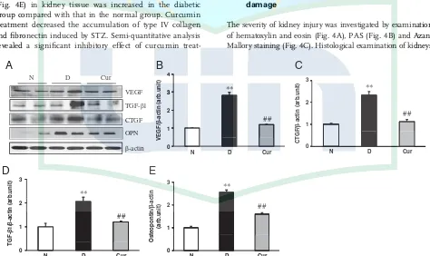 Figure 3. Renal expression of VEGF, TGF-were applied in each lane. These bands are representative of ﬁve separate experiments