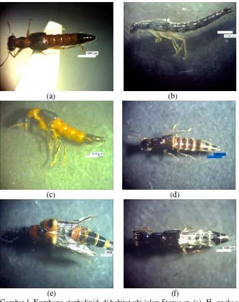 Gambar 1  Kumbang staphylinid  di habitat ubi jalar: Stenus sp. (a), H.  prahoeensis (b),         P