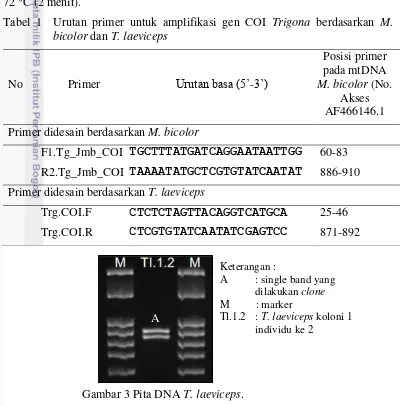 Tabel 1  Urutan primer untuk amplifikasi gen COI Trigona berdasarkan M. 