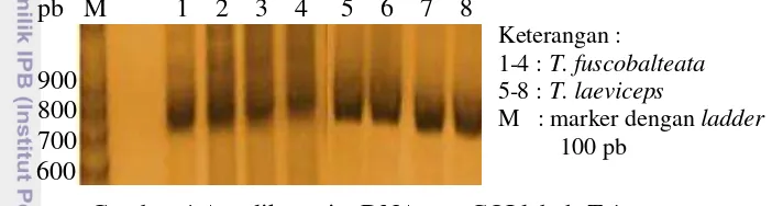 Gambar 4 Amplikon pita DNA gen COI lebah Trigona 