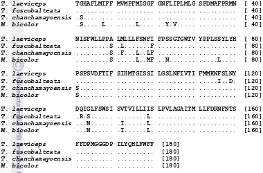 Gambar 7  Penyejajaran asam amino putative gen COI tiga spesies Trigona dan  