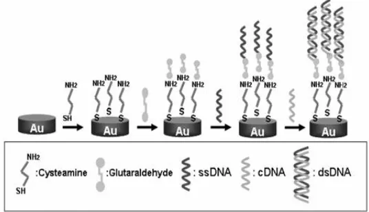 Figure 1.      Fig. 1. Formation of the thiol-based monolayer on gold surface for DNA immobilization and hybridization