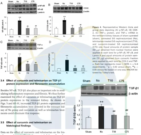 Figure 4. Representative Western blots and