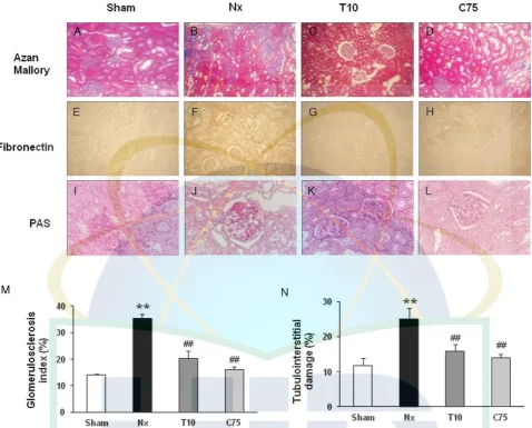 Figure 6. Representative photomicrograph Azan Mallory staining (A–D) for ﬁbrosis of the cross-sectional tissue slices of kidney