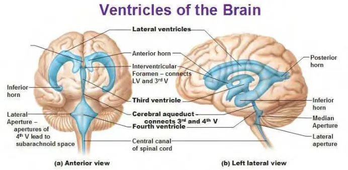Figure 2. 1: Brain and Its Parts[3] 